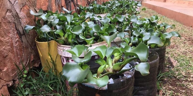 Water hyacinth plants in pots against terracotta wall