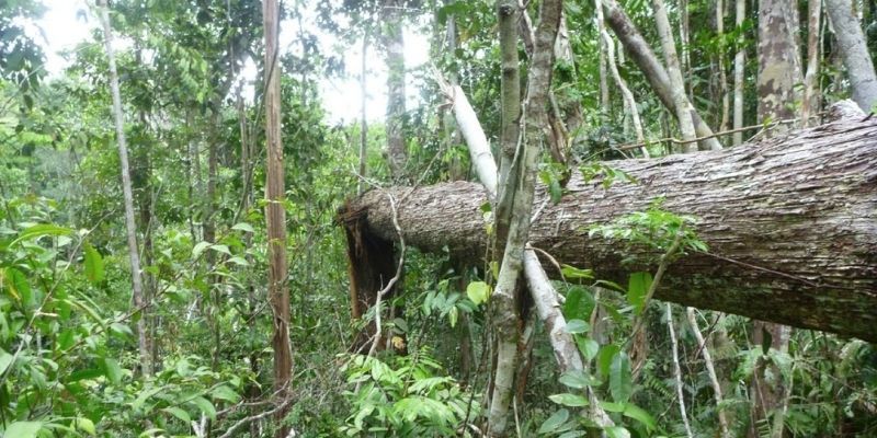 Broken tree in the Amazon rainforest
