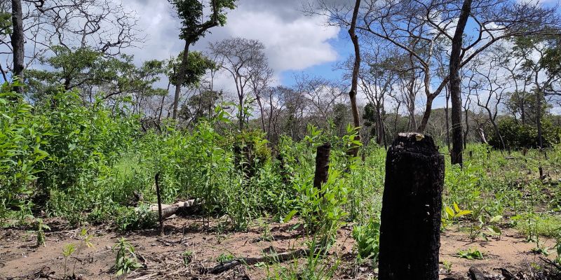 an area of forest in Tanzania which has been affected by deforestation