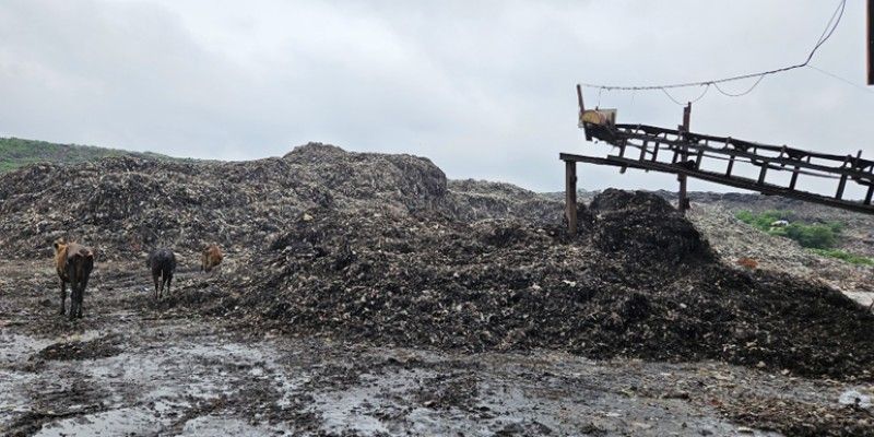 A large pile of waste with cows walking through it.