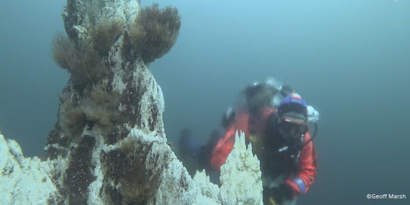 A driver in scuba equipment, examining some coral underwater