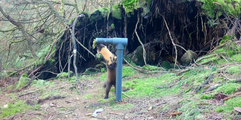 A pine marten at a feeding station in the Duddon Valley