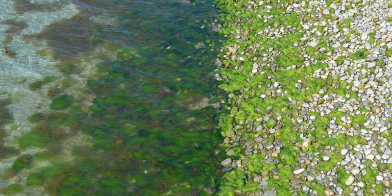 A top-down view of a calm waterline meeting rocks. December 2019