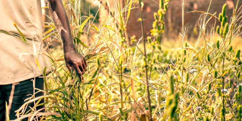 A Farmer runs his hand along crops in a field.