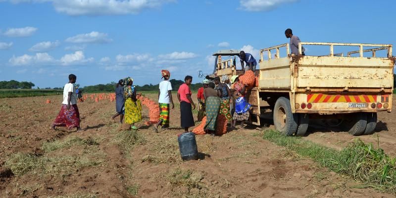 African farmers