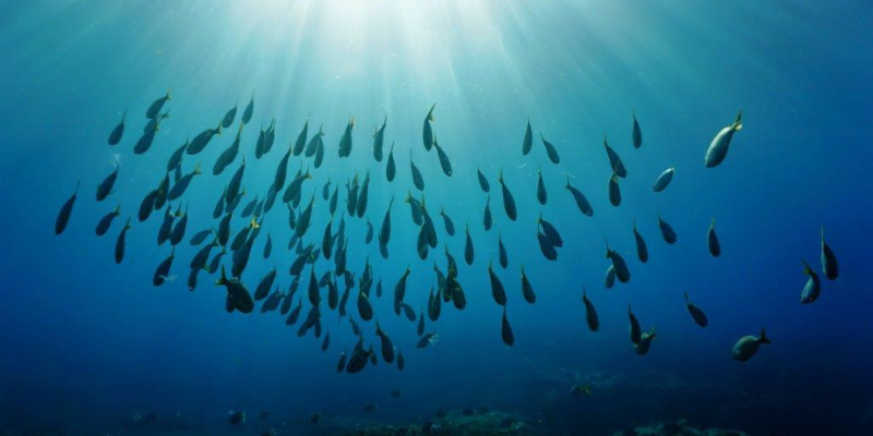 Schools of fish in rays of sunlight