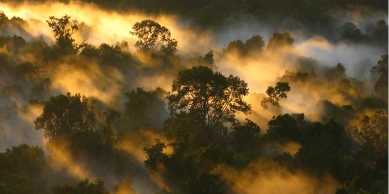 Amazon Forest canopy at dawn in Brazil.