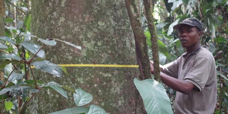 Tree measuring, Salonga National Park, Democratic Republic of Congo