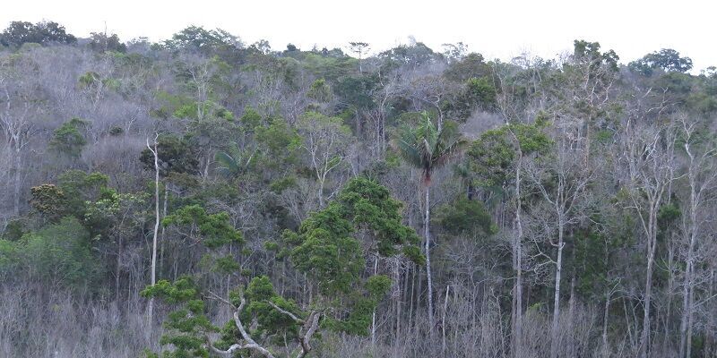 Dying Amazon forest