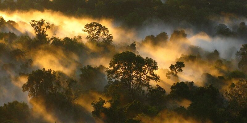Amazon forest canopy