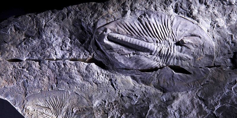 Fossilised giant arthropod_credit Andrey Zhuravlev