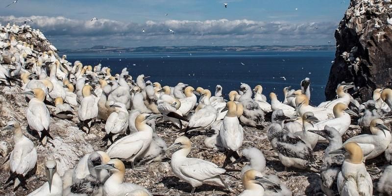 Gannets