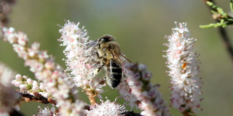 A bee on a white flower