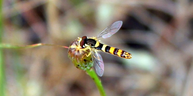 Hoverfly2 Chris Hassall