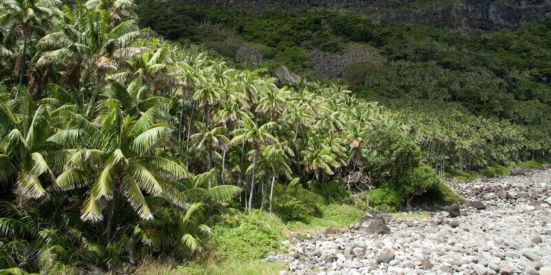 Howea forsteriana (palm trees) growing next to a coastline on Lord Howe Island (Australia).