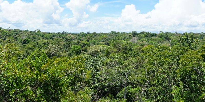 Southern Guiana Shield Venezuela. Photo credit: Luis Gamez