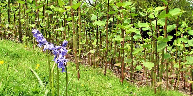 Japanese knotweed 