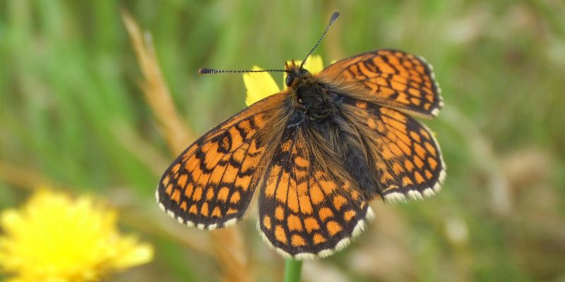 An orange butterfly visits a yellow flower