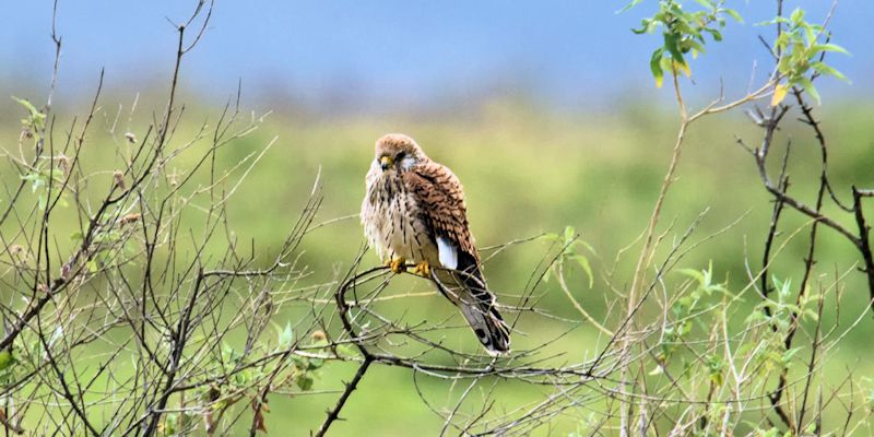 Lesser Kestrel