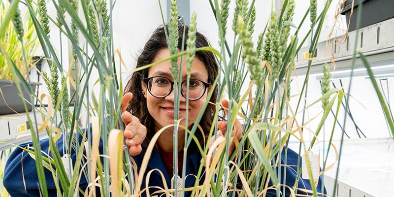 A researcher stands behind some grasses in a laboratory