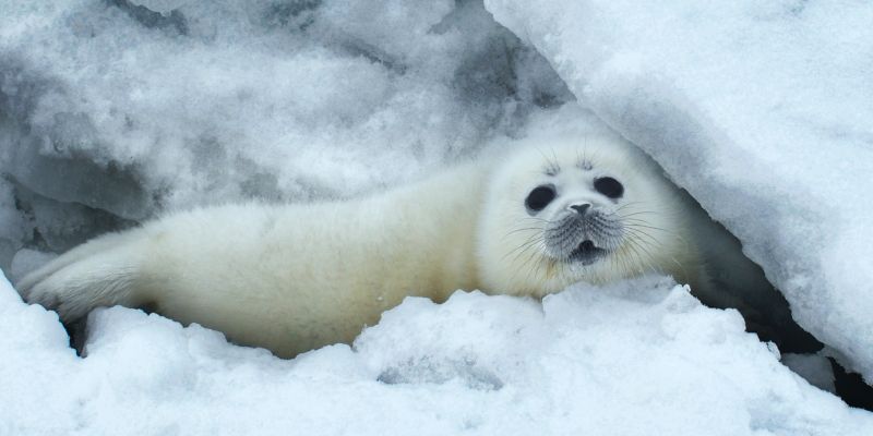 Caspian seal with white winter coat nestling amongst snow.