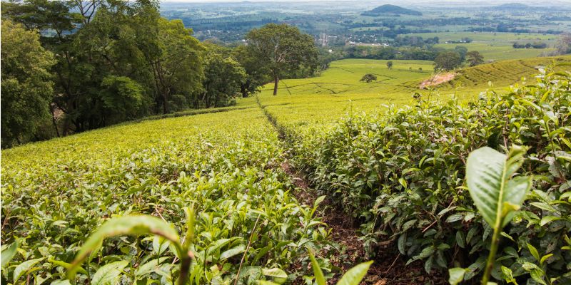 A Malawi field and landscape.