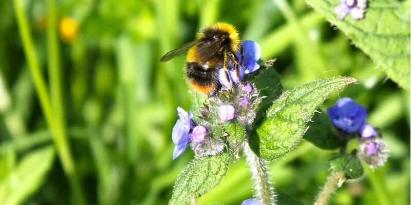 Early bumblebee Chris Hassall