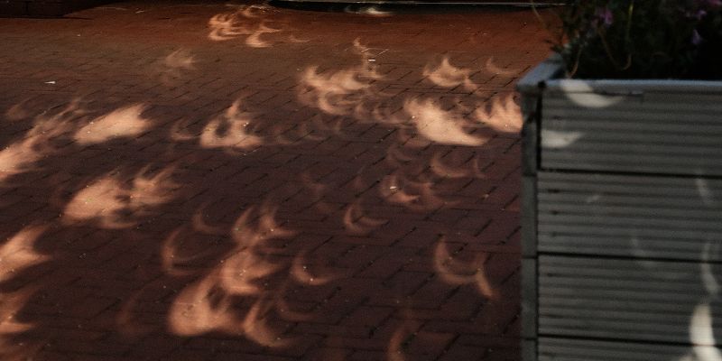 Shadows on the pavement through the leaves of a tree