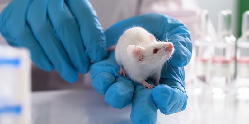 A close up of a researcher's hands holding a white mouse in a lab.