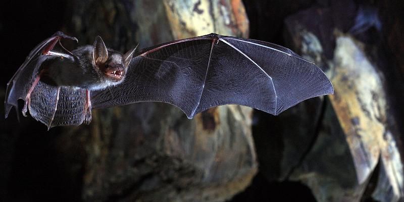 Myotis bat