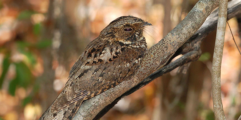 A nightjar bird perched on a branch in a forest