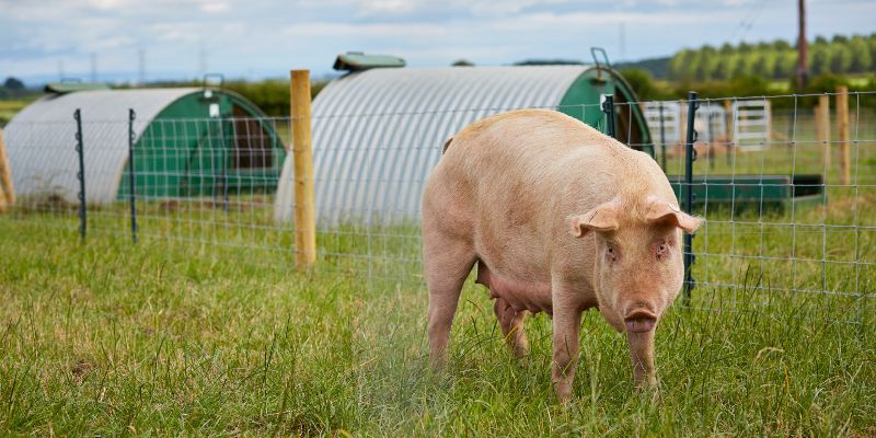 Farm, pig