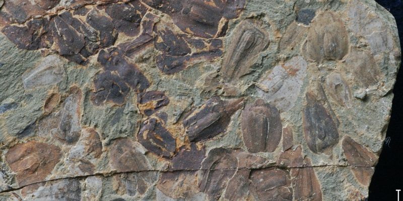grey rock with fossil impressions of giant tropical rainforest seed fern leaves