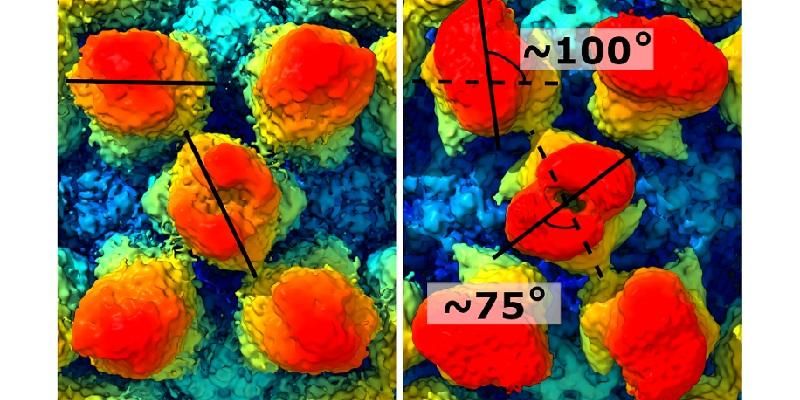 Two images side by side show a close up of some of the bump-like protrusions on the protein shell. The images reveal how some of the bumps have changed position over time.