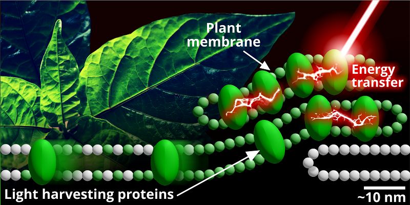 A graphic representing sunlight hitting protein molecules in a leaf membrane which then rearrange - and in the process transfer energy.