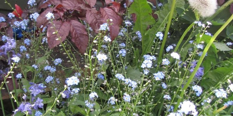 The image shows a small number of forget-me-nots and bluebells in the last stages of flowering