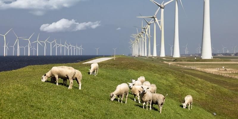 A wind farm with sheep grazing in the foreground