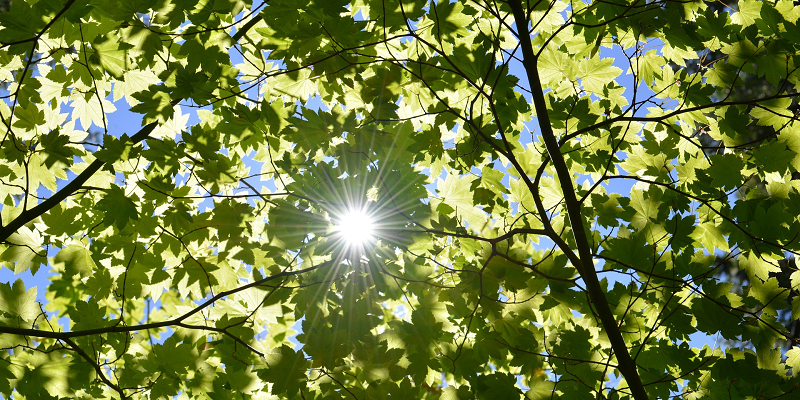 The view from under a tree canopy with sunlight shining through the leaf cover.