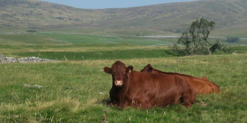 Red poll cattle lying down in a field with Ingleborough in the background.