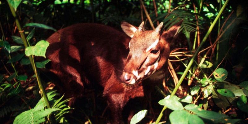 Saola (c)_David_Hulse_WWF