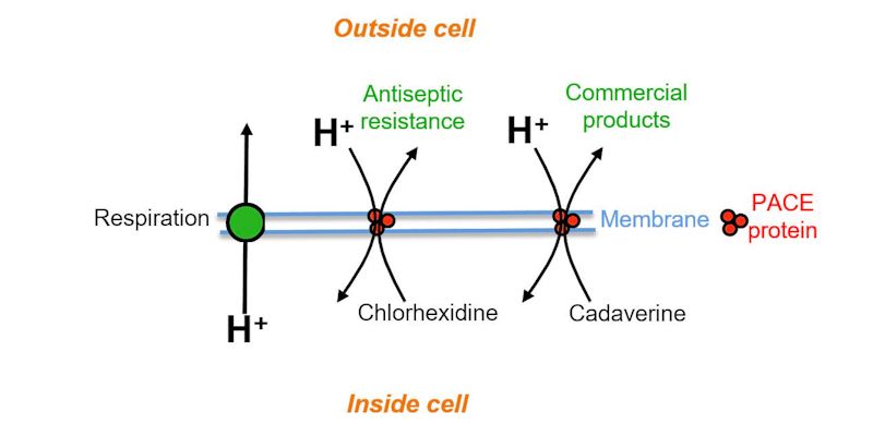 Schematic for Antiseptic resistance in bacteria could lead to next-gen plastics