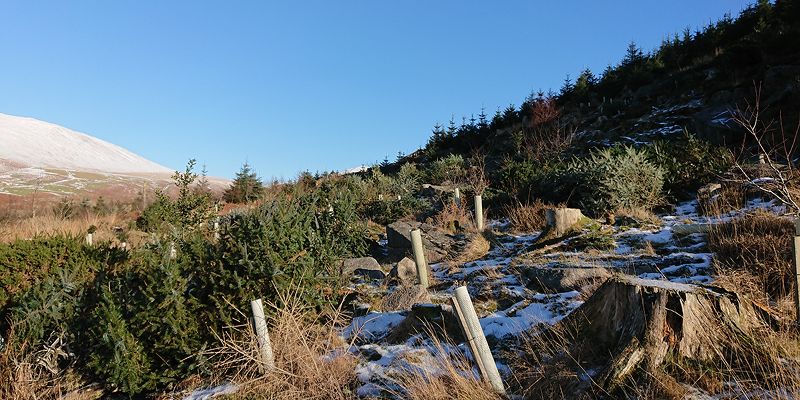 A snowy hillside covered by a mix of trees and rocks