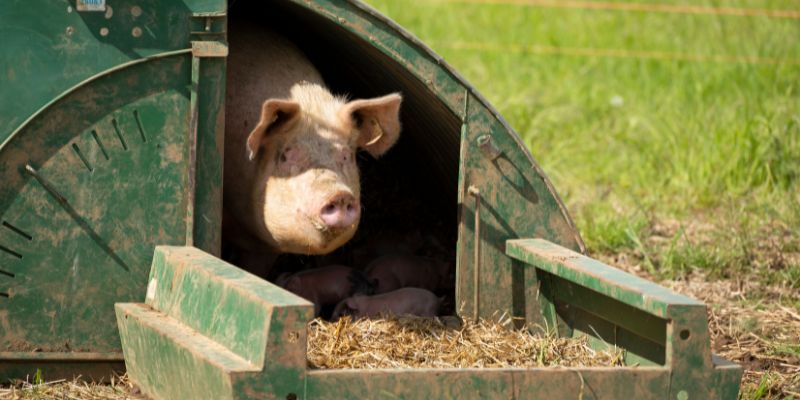 A pig with piglets in a shed on the University of Leeds Farm