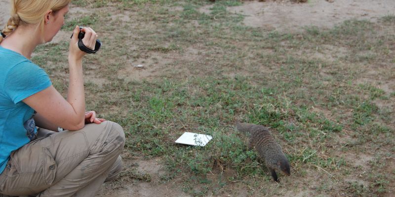 Dr Mitchell presenting odours samples to a habituated Banded Mongoose in Queen Elizabeth National Park, Uganda and filming their behaviour reaction with a camcorder.