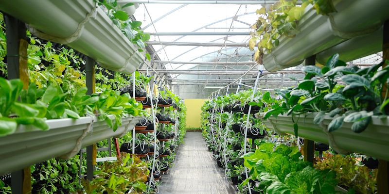 Vegetables being grown in a glasshouse arranged in vertically stacked rows.