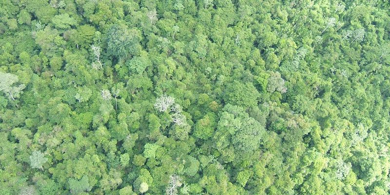 French Guiana forest