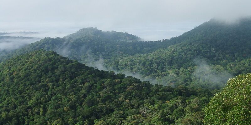 Amazon forest French Guiana