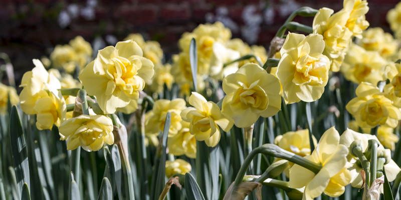 Daffodils at Greys Court, Oxfordshire. Credit National Trust Images and Hugh Mothersole