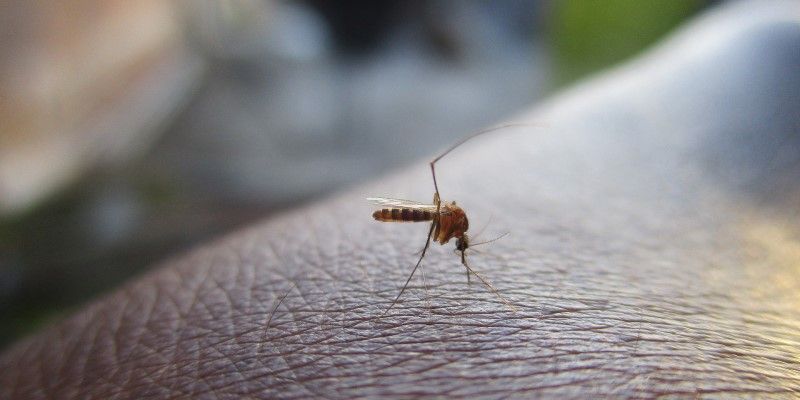 A mosquito &#039;biting&#039; human skin