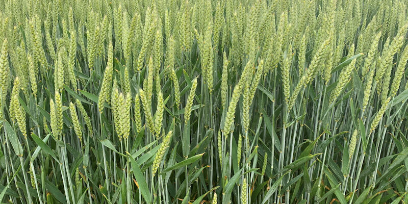 A field of lush green wheat crops.